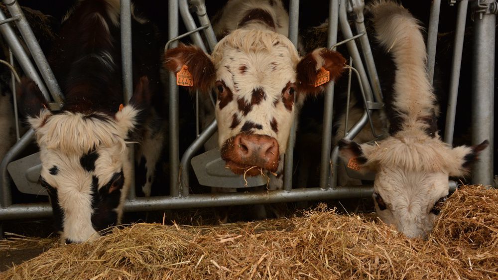 Le programme Cap protéines devrait prochainement donner plus de pistes aux éleveurs pour améliorer leur autonomie alimentaire. (©Terre-net Média)