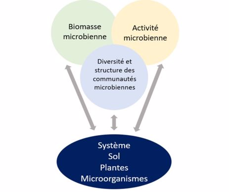 Indicateurs majeurs pour aborder le système sol-plantes-microorganismes