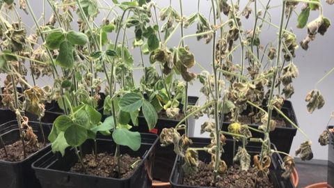 Comparaison entre un soja ayant reçu BeST-A et un soja témoin en conditions de laboratoire. (©Elicit Plant) Comparaison entre un soja ayant reçu BeST-A et un soja témoin en conditions de laboratoire. (©Elicit Plant)