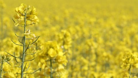 La production 2021-2022 de colza et canola pourrait atteindre 73,5 Mt selon le Conseil international des céréales. (©Pixabay) La production 2021-2022 de colza et canola pourrait atteindre 73,5 Mt selon le Conseil international des céréales. (©Pixabay)