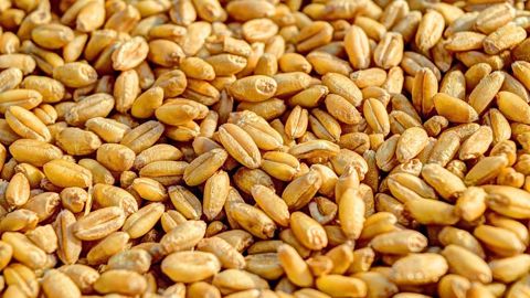 Les cours des produits agricoles reculent en cette fin de semaine 21. (©CC) Les cours des produits agricoles reculent en cette fin de semaine 21. (©CC)
