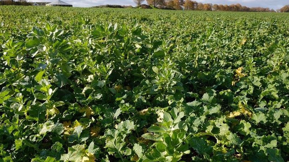 La pratique du colza associé concourt à l’obtention d’un colza robuste, moins vulnérable aux attaques de bioagresseurs et aux aléas climatiques. (©Nathalie Tiers)
