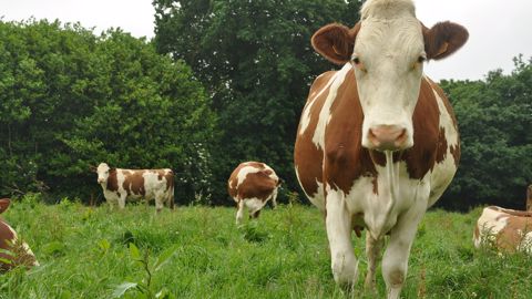 Après une simplification de ses pratiques, Laurent a sauté le pas du bio en 2015 pour son troupeau laitier. (©Terre-net Média)