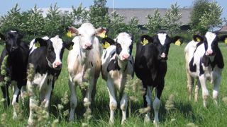 Élever ses veaux au pâturage permet d'habituer très vite le rumen à l'herbe. (©Pixabay) Élever ses veaux au pâturage permet d'habituer très vite le rumen à l'herbe. (©Pixabay)