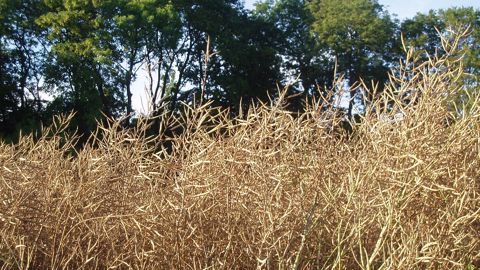 Le rendement du colza d'hiver pour la moisson 2021 est estimé à 33,8 q/ha. (©Terre-net Média)