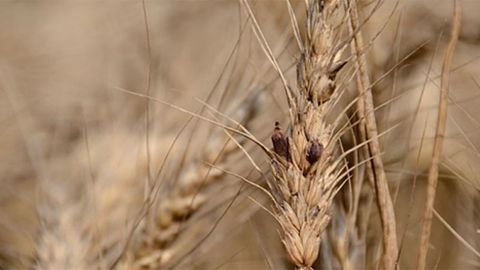 L’installation de l’ergot sur les épis peut être favorisée par certaines conditions météorologiques survenant à la méiose (stade « dernière feuille étalée »), ou à la floraison.