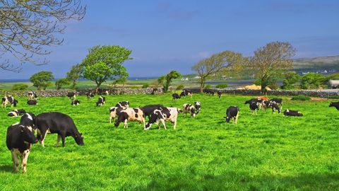 Pour éviter que l'avenir de la filière laitière ne s'assombrisse, il faut convaincre les cédants que leur élevage est transmissible et les candidats au métier d'agriculteur qu'il est possible de s'installer en lait. (©Pixabay) Pour éviter que l'avenir de la filière laitière ne s'assombrisse, il faut convaincre les cédants que leur élevage est transmissible et les candidats au métier d'agriculteur qu'il est possible de s'installer en lait. (©Pixabay)