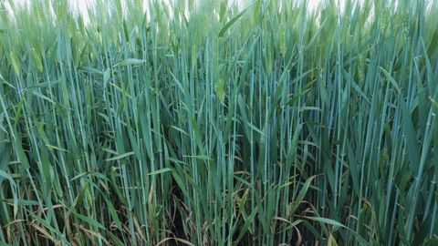 Orge d'hiver avec traitement de semence Systiva + Premis 25 FS, puis Curbatur à 0,5 L/ha + Comet 200 à 0,5 L/ha au stade DFE. (©BASF) Orge d'hiver avec traitement de semence Systiva + Premis 25 FS, puis Curbatur à 0,5 L/ha + Comet 200 à 0,5 L/ha au stade DFE. (©BASF)