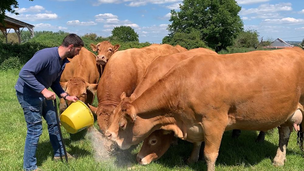 5 ans après son installation, Mathieu a rendu l’élevage plus autonome et résilient. (©Terre-net Media)