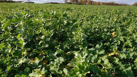 Réduire l'IFT herbicide colza, avec la mise en place de cultures associées.  (©Terre-net Média)