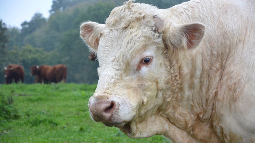 Les races pourront choisir parmi les nouveaux index ceux qu'elles souhaitent afficher à leur catalogue. (© Pixabay)