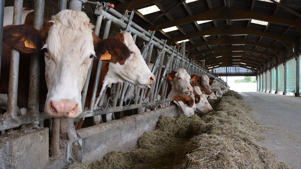 Le nouvel index DigeR pour la race Montbéliarde permettra de classer les animaux selon leur efficience alimentaire. (©Terre-net Média)