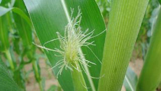 La date de floraison du maïs conditionne celle de l'ensilage La date de floraison du maïs conditionne celle de l'ensilage
