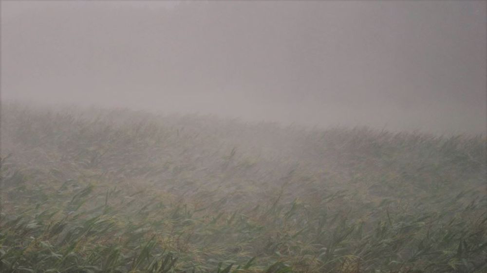 Maïs et blé voient leurs cours reculer à la faveur de la pluie, bonne pour les cultures. (©Pixabay)