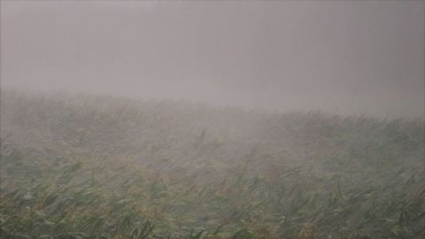 Maïs et blé voient leurs cours reculer à la faveur de la pluie, bonne pour les cultures. (©Pixabay)