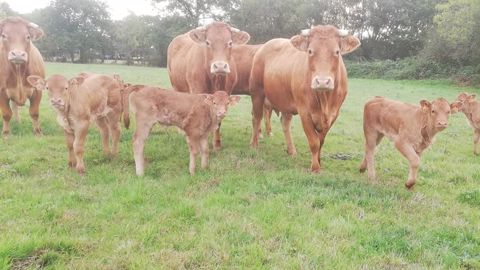 Limousines en pâture