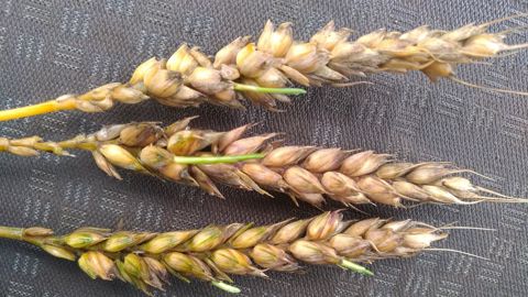 En présence de grains germés, on observe une dégradation de l'indice de chute d'Hagberg. Le lien inverse n'est pas forcément vrai. (©<a href="https://twitter.com/PicocheD" target="_blank">Dominique Picoche/Twitter</a>) En présence de grains germés, on observe une dégradation de l'indice de chute d'Hagberg. Le lien inverse n'est pas forcément vrai. (©<a href="https://twitter.com/PicocheD" target="_blank">Dominique Picoche/Twitter</a>)