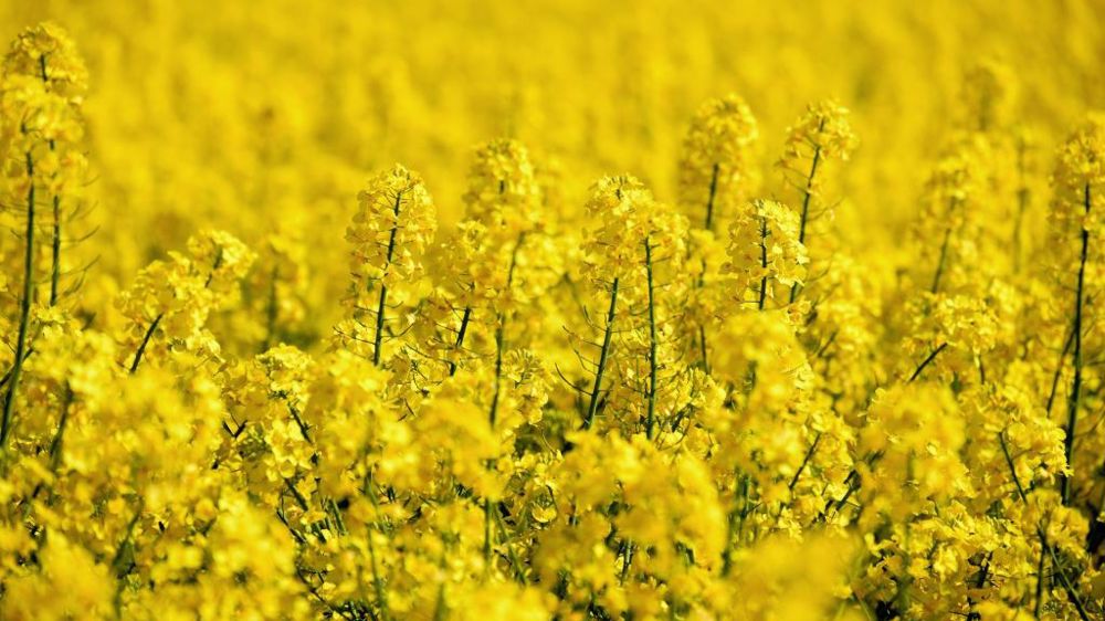 De bonnes surprises sont relevées en colza, mais aussi par endroits des problèmes de grains germés. (©Pixabay)
