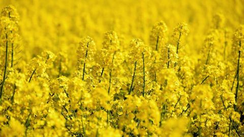 De bonnes surprises sont relevées en colza, mais aussi par endroits des problèmes de grains germés. (©Pixabay) De bonnes surprises sont relevées en colza, mais aussi par endroits des problèmes de grains germés. (©Pixabay)
