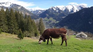 Les vaches portent des cloches différentes lors de la montée en alpage. (©Gaël David-Rogeat) Les vaches portent des cloches différentes lors de la montée en alpage. (©Gaël David-Rogeat)