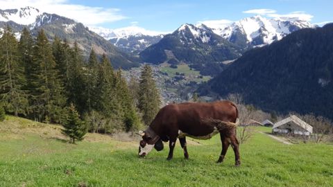 Les vaches portent des cloches différentes lors de la montée en alpage. (©Gaël David-Rogeat) Les vaches portent des cloches différentes lors de la montée en alpage. (©Gaël David-Rogeat)