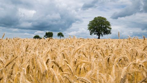 Un rapport, remis mardi à Julien Denormandie, préconise d'inciter les agriculteurs à s'assurer davantage. (©Pixabay)