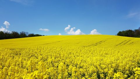 La plupart des résultats définitifs des essais variétés 2021 de colza sont disponibles. (©Pixabay) La plupart des résultats définitifs des essais variétés 2021 de colza sont disponibles. (©Pixabay)