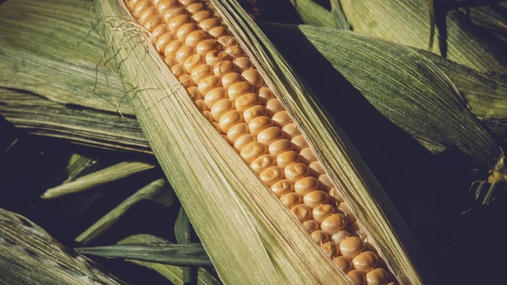 Avec la baisse de rendements annoncée pour la deuxième récolte de maïs, la production brésilienne totale de l'année avoisinerait les 85 millions de tonnes (©Pixabay)