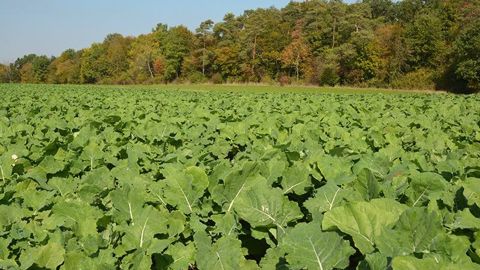 Les objectifs à atteindre pour obtenir un<strong> </strong>colza robuste sont multiples : une levée précoce, des pieds vigoureux ainsi qu’une croissance dynamique et continue en sont les clés. (©Laurent Jung/Terres Inovia)