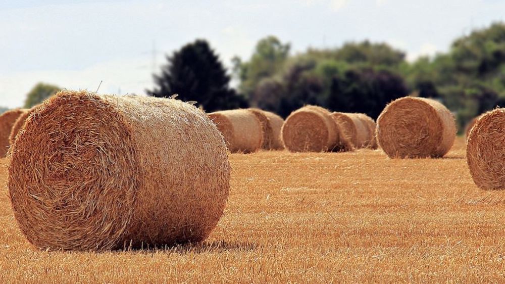 Les articles les plus lus sur Terre-net et Web-agri en août. (©Pixabay)