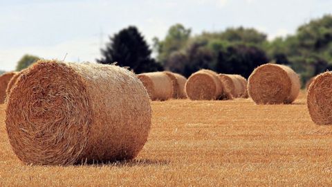 Les articles les plus lus sur Terre-net et Web-agri en août. (©Pixabay) Les articles les plus lus sur Terre-net et Web-agri en août. (©Pixabay)