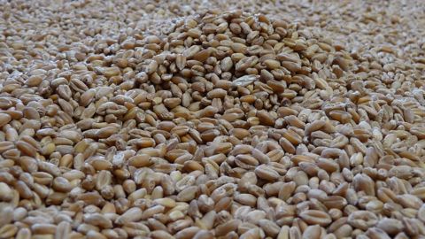 Arvalis recommande d'évaluer la faculté germinative des grains, notamment pour adapter la densité de semis en fonction. (©Terre-net Média) Arvalis recommande d'évaluer la faculté germinative des grains, notamment pour adapter la densité de semis en fonction. (©Terre-net Média)