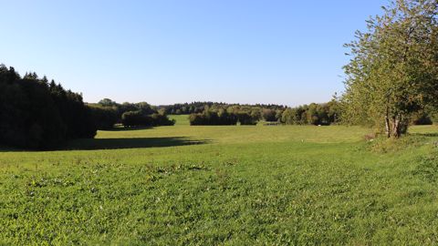 L'élevage à l'herbe permet de compenser les émissions de méthanes des bovins. (©Terre-net Media)