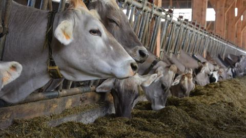 Le SNIA évoque une situation complexe pour les filières d'élevage en raison de la hausse des cours des matières premières utilisées en alimentation animale. (©Terre-net-media)