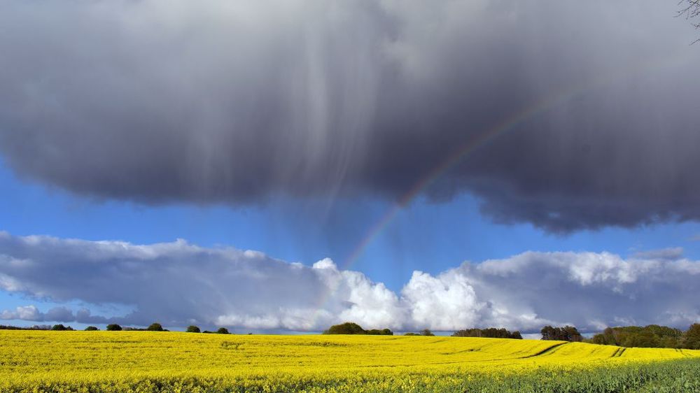 Les pluies viennent menacer les récoltes canadiennes. (©PixaBay)