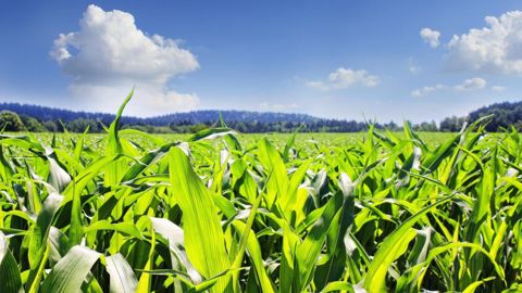 D'après l'USDA, 91,2 millions d’acres de maïs sont cultivés cette année aux États-Unis (©Pixabay) D'après l'USDA, 91,2 millions d’acres de maïs sont cultivés cette année aux États-Unis (©Pixabay)