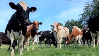 La valorisation, un impératif pour investir dans le bien-être des animaux La valorisation, un impératif pour investir dans le bien-être des animaux