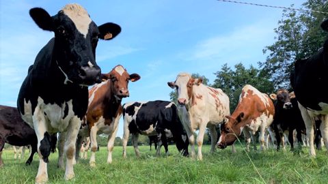 La valorisation, un impératif pour investir dans le bien-être des animaux La valorisation, un impératif pour investir dans le bien-être des animaux