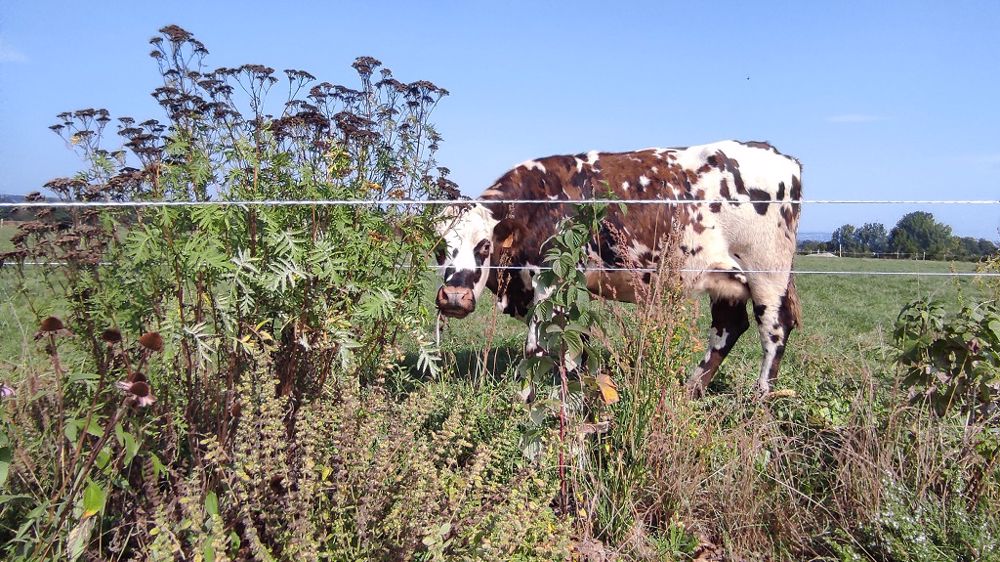 Comprendre pourquoi telle vache a consommé telle espèce : s'agit-il d'automédication ? L'étude devrait pouvoir donner quelques éléments de réponse d'ici 1 an. (©Eilyps)