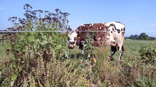 Comprendre pourquoi telle vache a consommé telle espèce : s'agit-il d'automédication ? L'étude devrait pouvoir donner quelques éléments de réponse d'ici 1 an. (©Eilyps) Comprendre pourquoi telle vache a consommé telle espèce : s'agit-il d'automédication ? L'étude devrait pouvoir donner quelques éléments de réponse d'ici 1 an. (©Eilyps)