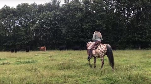 Chez Cécilia, les manipulations autour du troupeau se font à cheval Chez Cécilia, les manipulations autour du troupeau se font à cheval