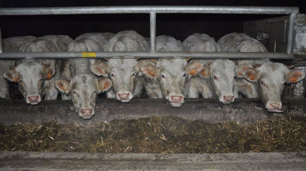 Enrubannage ou ensilage d'herbe : pour la finition des vaches allaitantes c'est possible, à condition d'avoir de bonnes valeurs alimentaires sans trop d'encombrement. (©Terre-net Média)