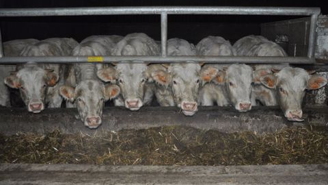Enrubannage ou ensilage d'herbe : pour la finition des vaches allaitantes c'est possible, à condition d'avoir de bonnes valeurs alimentaires sans trop d'encombrement. (©Terre-net Média) Enrubannage ou ensilage d'herbe : pour la finition des vaches allaitantes c'est possible, à condition d'avoir de bonnes valeurs alimentaires sans trop d'encombrement. (©Terre-net Média)