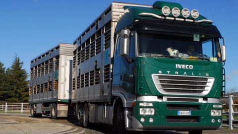 Des règles encadrent le transport d'animaux vivants, notamment en cas de fortes chaleurs. (©Interbev) Des règles encadrent le transport d'animaux vivants, notamment en cas de fortes chaleurs. (©Interbev)