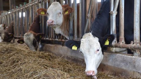 La première phase du tarissement consiste au repos. La ration doit être fibreuse et couvrir les besoins, mais pas plus. (©Terre-net Média) La première phase du tarissement consiste au repos. La ration doit être fibreuse et couvrir les besoins, mais pas plus. (©Terre-net Média)