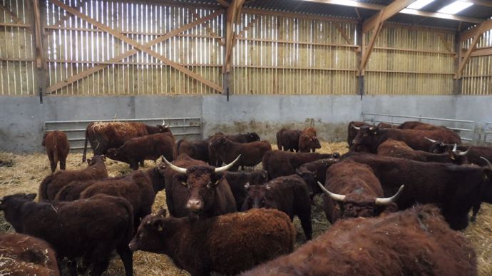 bovins salers en stabulation