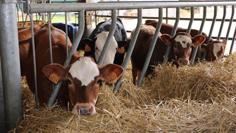 Embellie des cours pour les veaux de boucherie. Attention cependant aux coûts de production qui eux aussi grimpent. (©Terre-net Média)