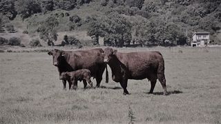 Le Modef demande des mesures efficaces pour sortir l'élevage bovin de la crise. (©Terre-net Média) Le Modef demande des mesures efficaces pour sortir l'élevage bovin de la crise. (©Terre-net Média)