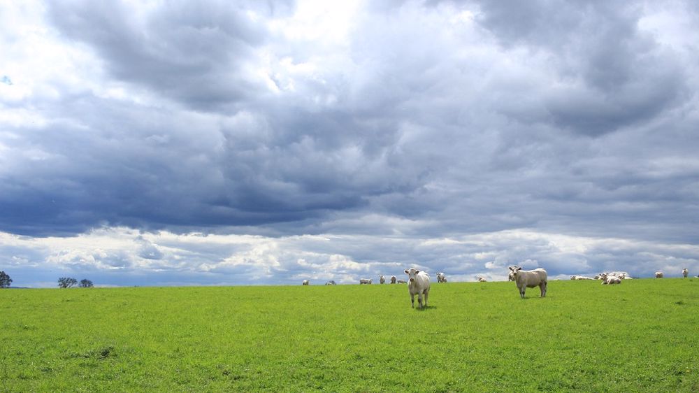 L'empreinte carbone nette d'un système naisseur bovin viande est de 11,2 g éq.CO<sub>2</sub> par kg de PBVV. (©Pixabay)