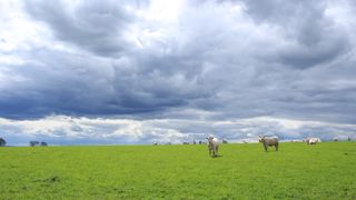 L'empreinte carbone nette d'un système naisseur bovin viande est de 11,2 g éq.CO<sub>2</sub> par kg de PBVV. (©Pixabay) L'empreinte carbone nette d'un système naisseur bovin viande est de 11,2 g éq.CO<sub>2</sub> par kg de PBVV. (©Pixabay)